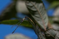 David Plant Photography - Wildlife Photography - Willow emerald damselfly - C